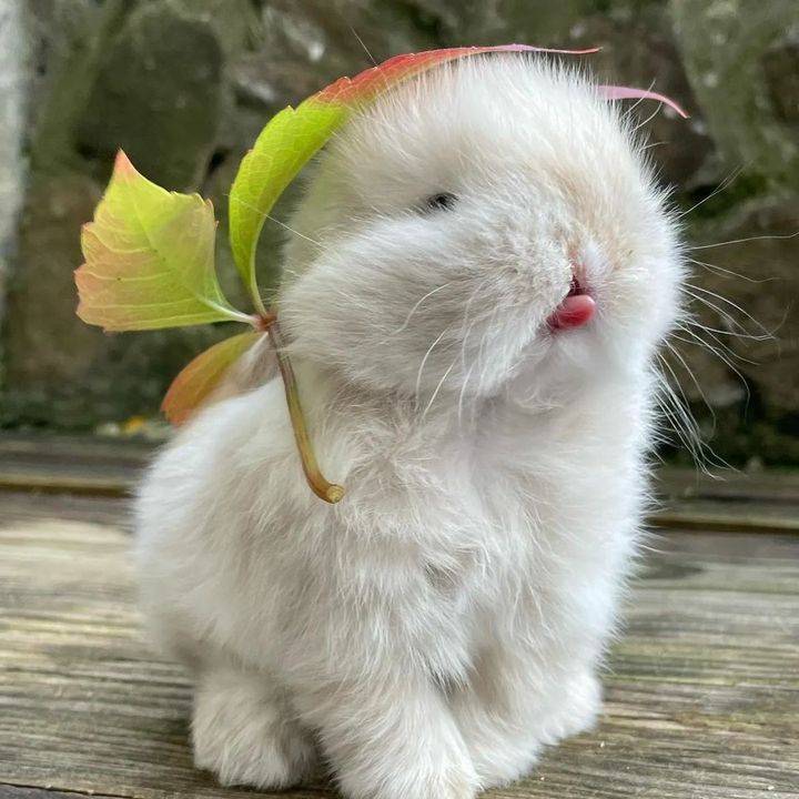 Bunny sticking out tongue